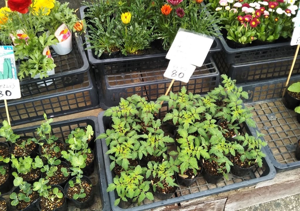 大木園芸店
